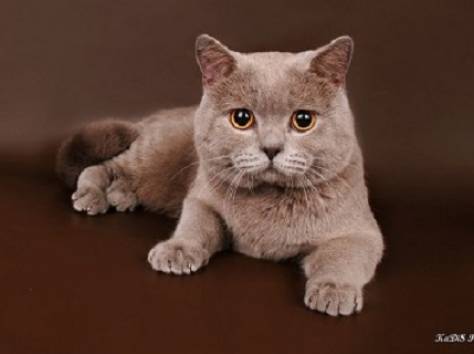 Британские котята., фотография 4