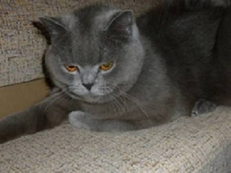 Британские котята., фотография 5