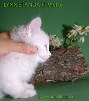 Курильский бобтейл Белый котик шоу-класса с документами, фотография 5
