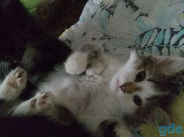 Котята ищут своего хозяина, фотография 3