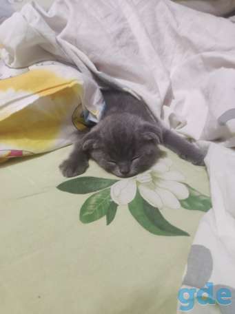 Британские котята, фотография 1