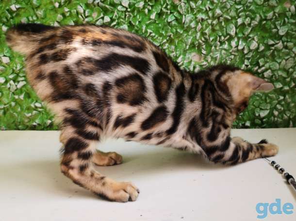 Бенгальские котята, фотография 10