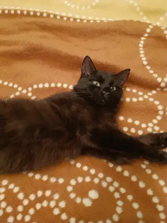 Усыновите котенка!, фотография 1
