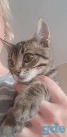 Котята в хорошие руки, фотография 3