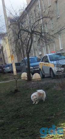 Продам шпица, фотография 1