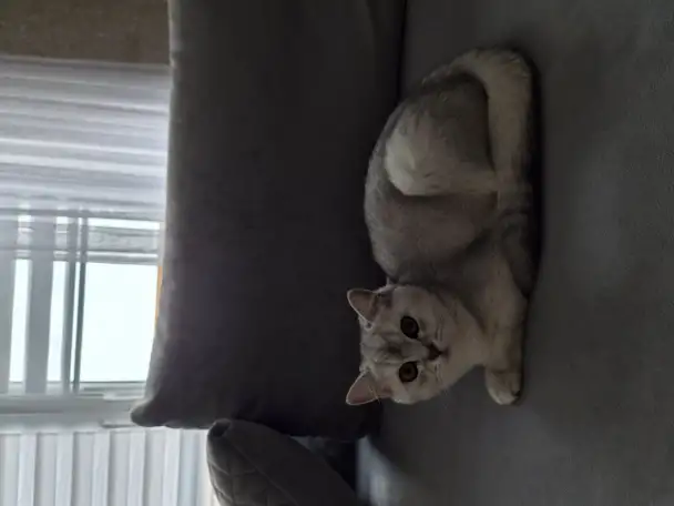 Котик, фотография 1