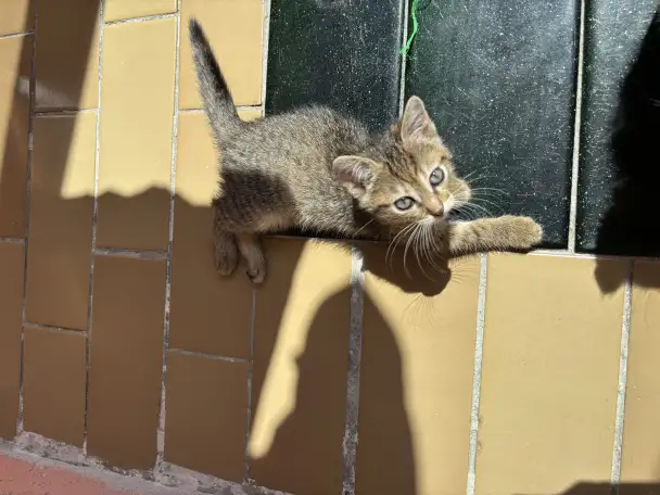 Котята, фотография 1