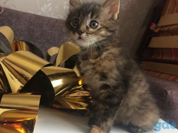 Котята в дар, фотография 1