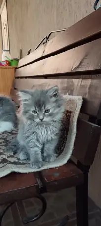 Котята, фотография 1