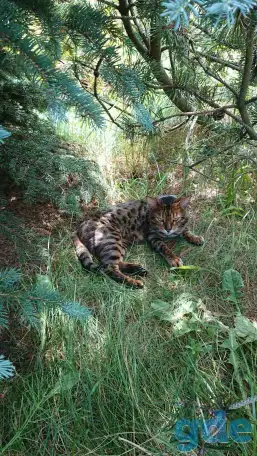 Нашёлся кот, фотография 1