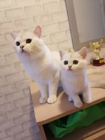 Британская кошечка, фотография 5