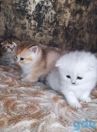 Шотланские и хайленд фолд котята, фотография 15