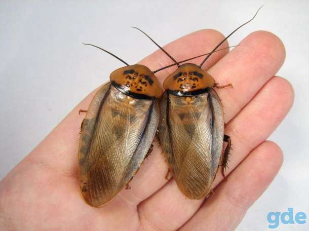 Eublaberus posticus кормовой корм для рептилий,пауков,и т.п., фотография 1