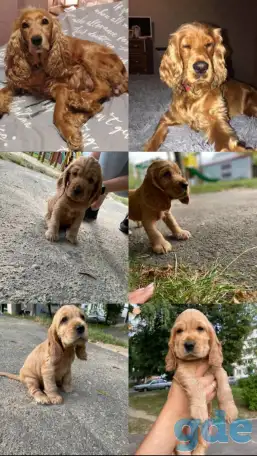 Продам щенков породы английский кокер спаниель, фотография 1