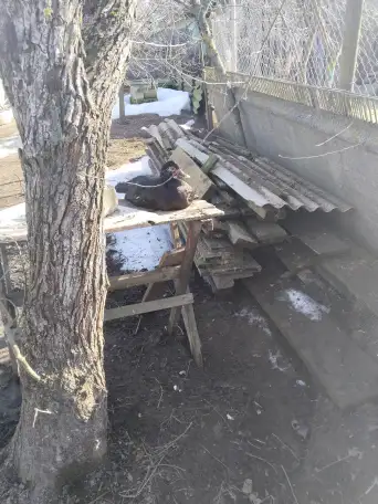 Продажа Индоуток (1 селезень/4 индоутки), фотография 1