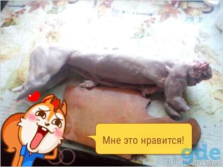 кролики бельгийский великан, фотография 2