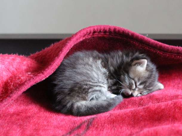 отдам домашних котят, фотография 3