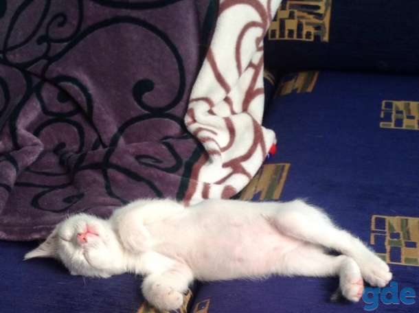 Котёнок ищет дом, фотография 1