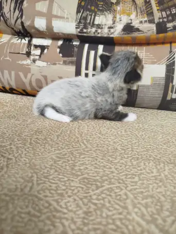 Котята мейн кун, фотография 16