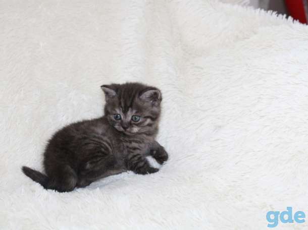 продам котят, фотография 1
