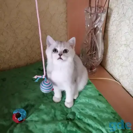 Британские котята, фотография 3