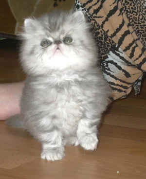 Персидские коята, фотография 2