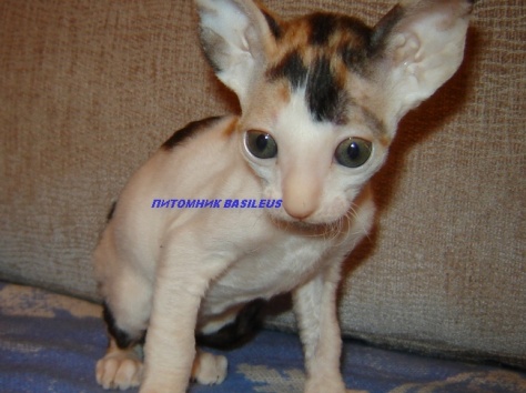 Корниш-рекс-замечательные котята, фотография 1