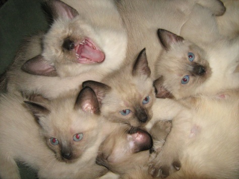 сиамские котята, фотография 1
