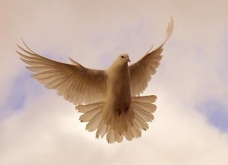 белые голуби, фотография 1