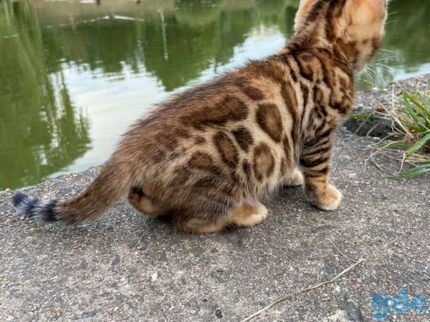 Бенгальские котята, фотография 5