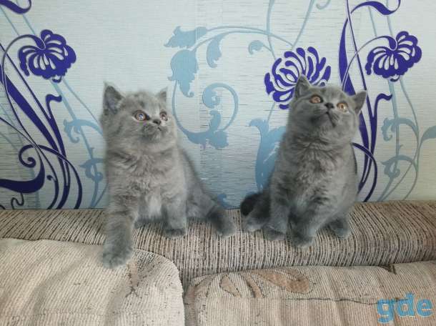 Котята британской породы, фотография 4