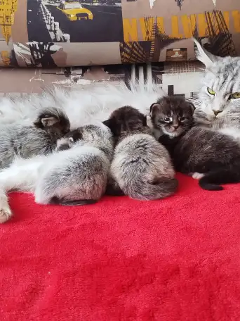 Котята мейн кун, фотография 4