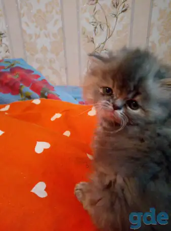 Экзотические плюшевые короткошетстные мраморные котята экстрималы, фотография 2