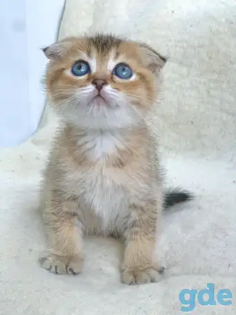 Шотландские котята ЗОЛОТАЯ ШИНШИЛЛА, фотография 11