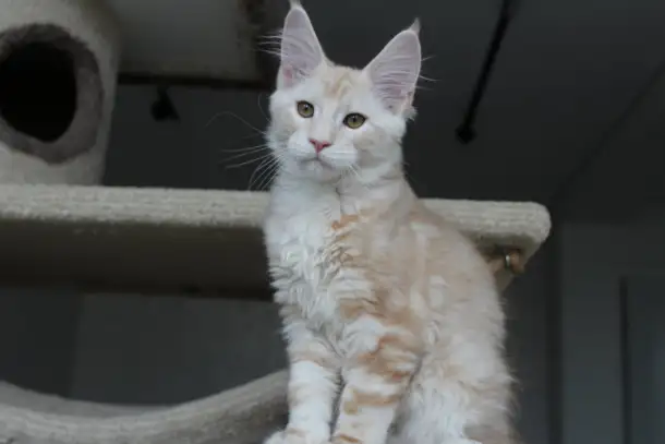 Мейн-кун котенок!, фотография 2