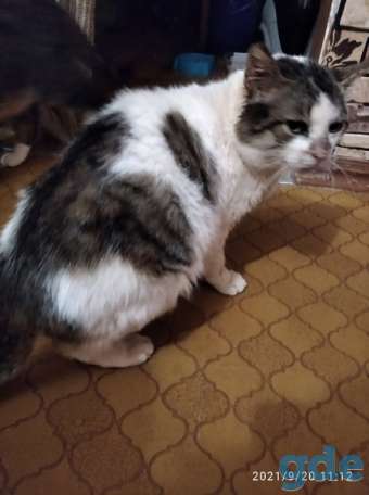 Котик ищет дом, фотография 2