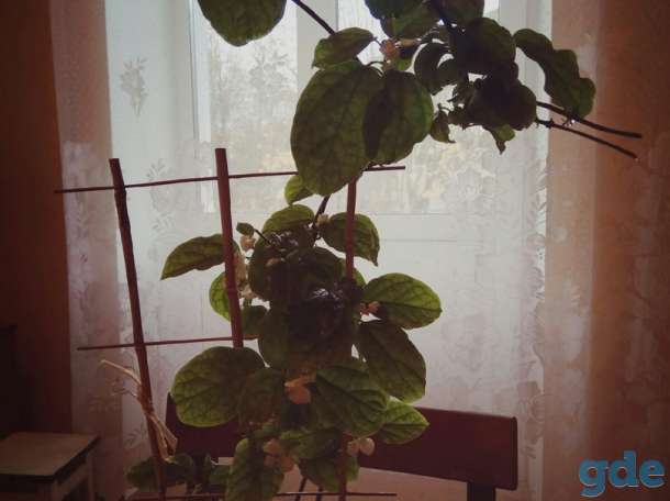 продам клеродендрум томпсона, фотография 3
