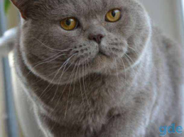 Британские котята, фотография 5
