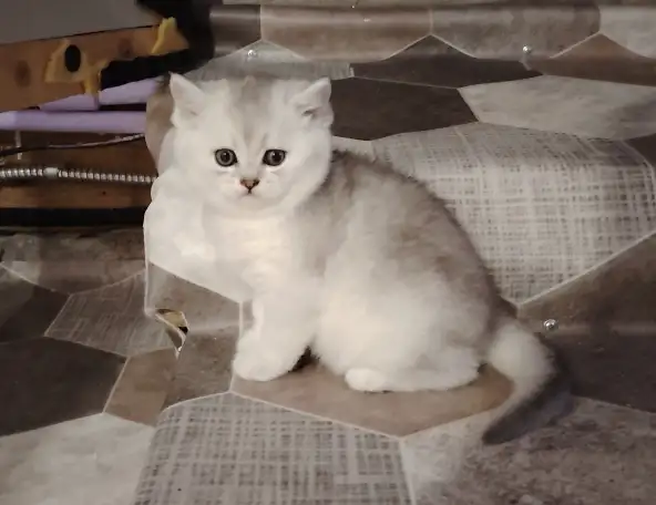 Шотландский котенок, кот., фотография 3