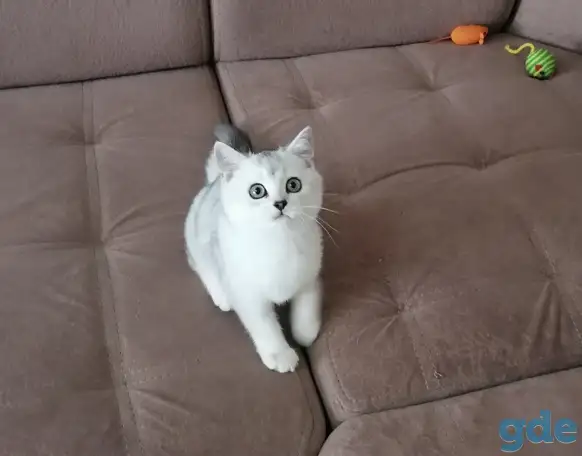 Британские котята, фотография 3