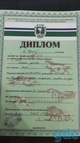 Щенки дратхаара, фотография 10