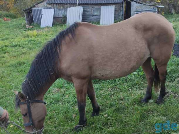 Продам кобылу, фотография 1