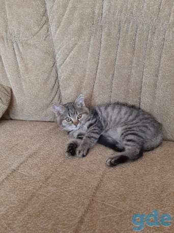 Котенок ищет дом, фотография 1