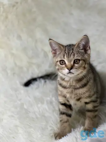 Шотландская прямоухая кошка, котенок страйт, окрас SFS 71 n24, фотография 1