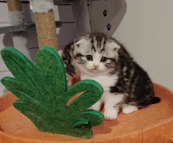 Шотландские котята., фотография 5