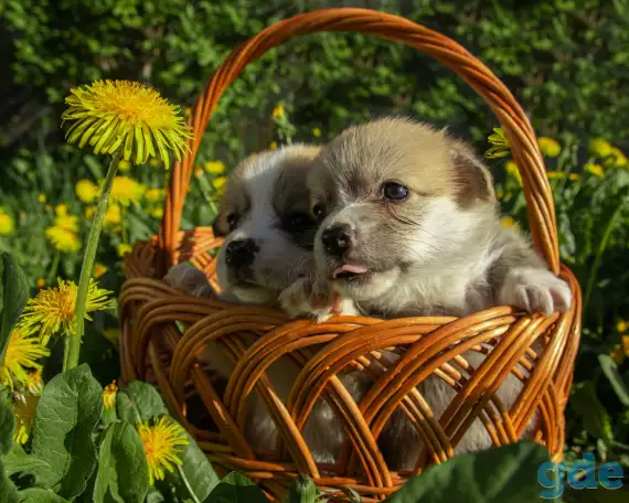 Продажа шенков, фотография 4