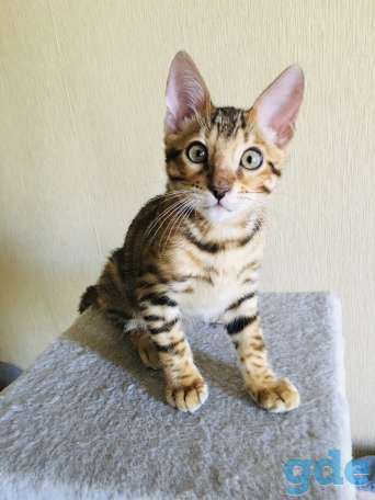 Бенгальские котята, фотография 5