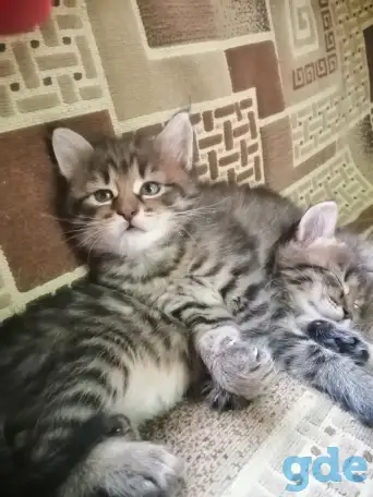 Котята в дар, фотография 5