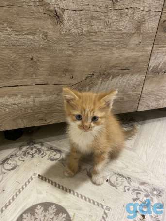 Котята, фотография 1