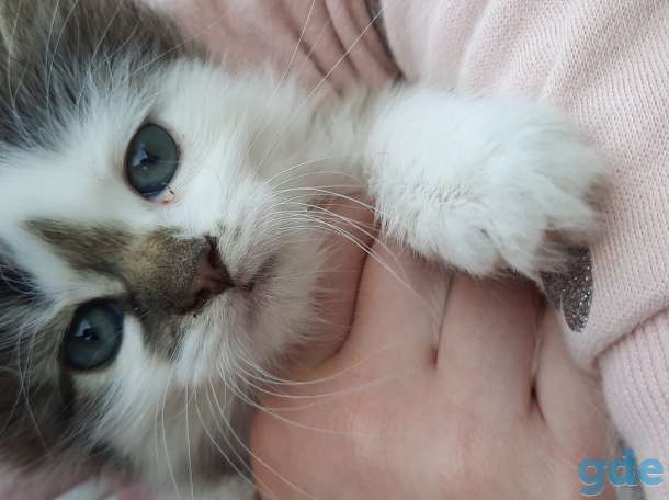 Котята, фотография 4